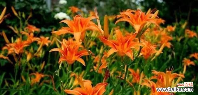 五月花海中的美丽康乃馨 五月的代表花——康乃馨