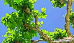 探索梧桐树在文化中的象征和启示 梧桐树的寓意与人生意义