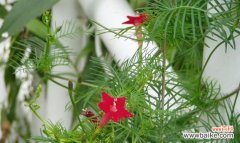 美丽之外的含义 五角星花的象征意义