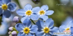 勿忘我 以勿忘草的花语与意义
