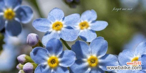 勿忘我 以勿忘草的花语与意义