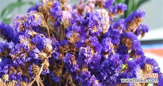 勿忘我的美丽与坚韧 勿忘我花语的意义及象征