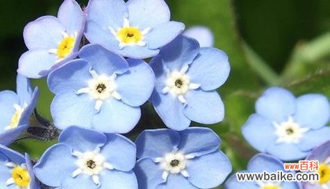 忘却不灭的永恒之美 以勿忘我的花语