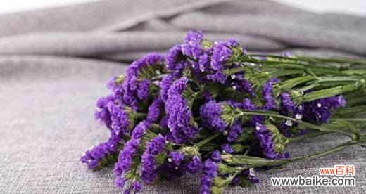 传递真挚情感 以勿忘我花的花语及寓意探析