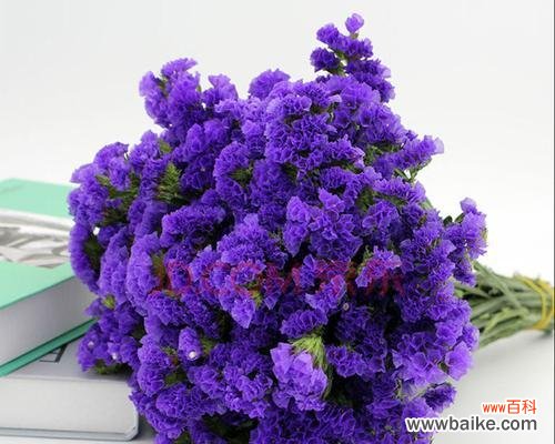 探索勿忘我花的象征意义与传说 勿忘我花的寓意是什么