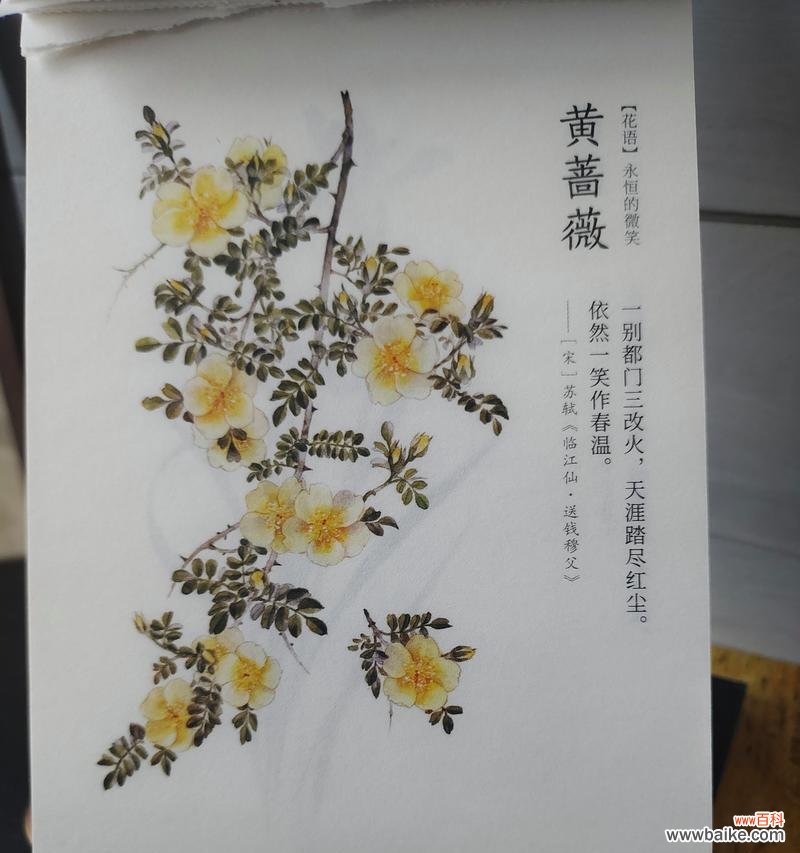 橘子花的永恒花语有何含义?
