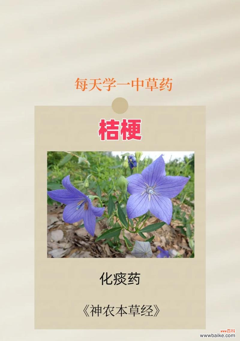 橘子花的永恒花语有何含义?