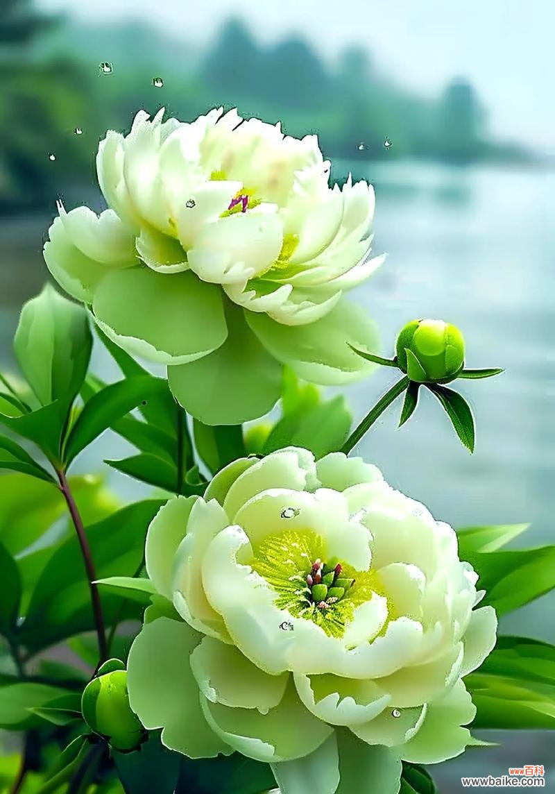 牡丹花的花语与幸运有何关联？它如何传递好运？