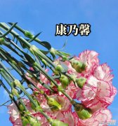 大花通常有哪些花语？它们各自代表了什么含义？