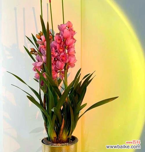 大花通常有哪些花语?它们各自代表了什么含义?