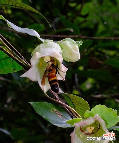 羊奶菊的花语代表什么？羊奶菊在花语中通常象征什么？