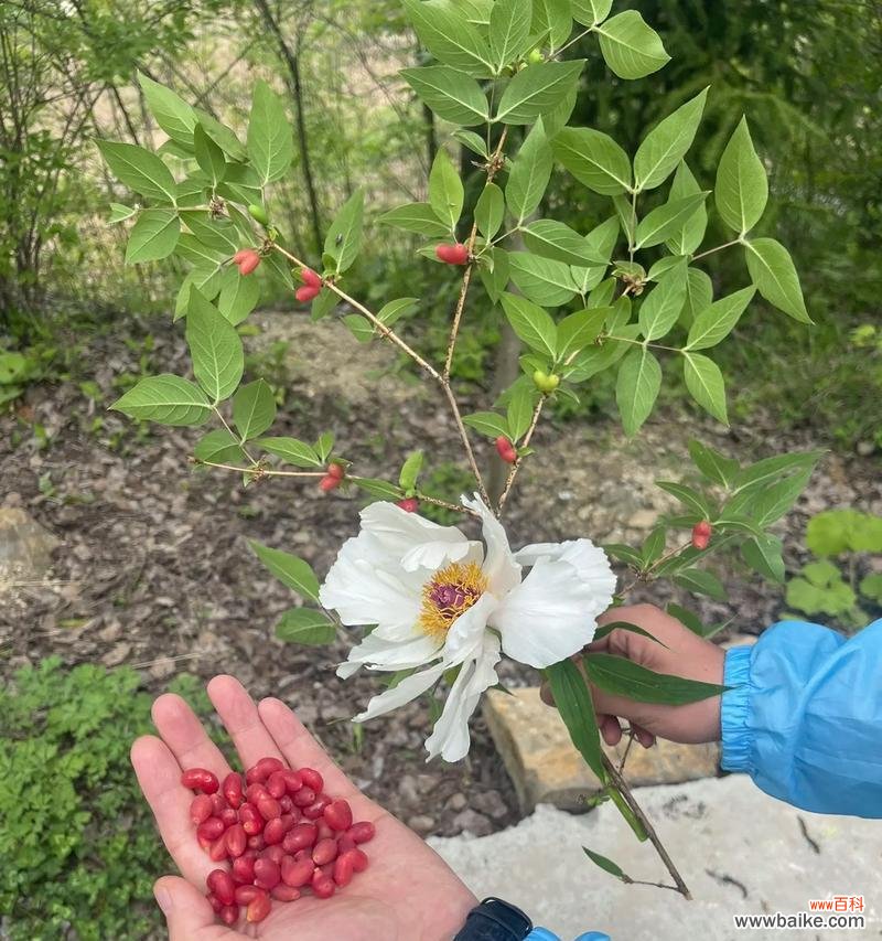 羊奶菊的花语代表什么？羊奶菊在花语中通常象征什么？