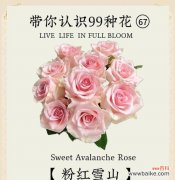 酒杯状玫瑰的花语代表了什么？