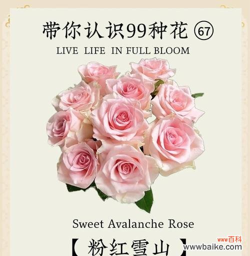 酒杯状玫瑰的花语代表了什么？