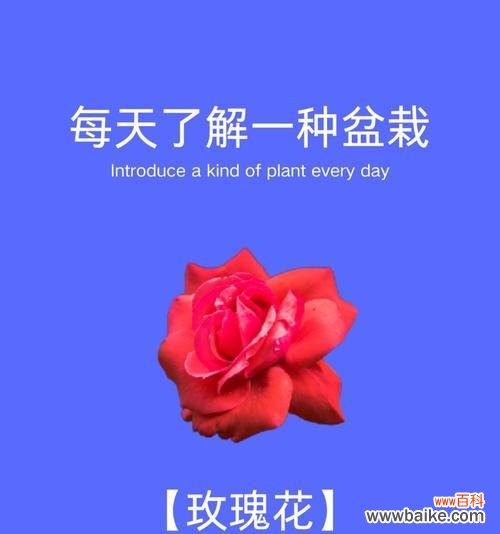 花语芬芳通常表达什么情感？