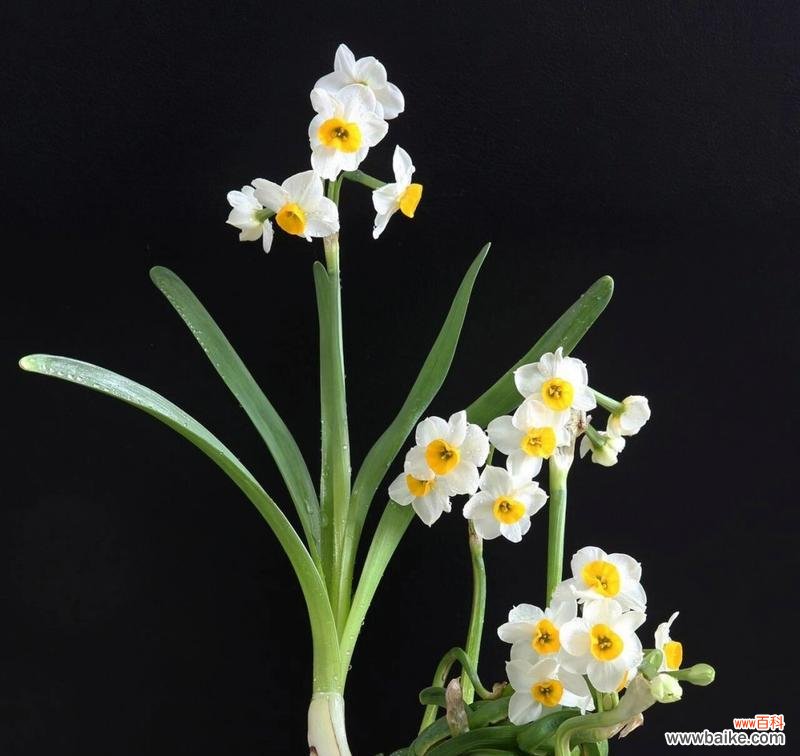 花语芬芳通常表达什么情感？