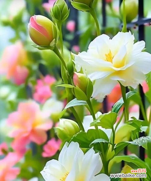 绽放的白花语是什么？白色花朵盛开时的寓意是什么？