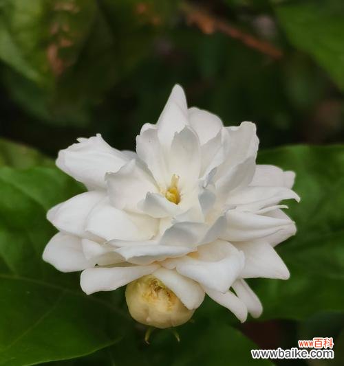 绽放的白花语是什么？白色花朵盛开时的寓意是什么？