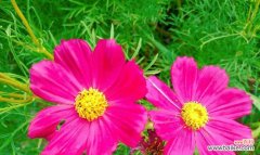 波澜不惊的花语是什么？哪种花代表波澜不惊？