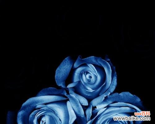 蓝色玫瑰的花语有何特别之处?蓝色玫瑰代表什么?