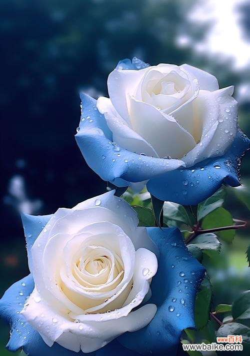 蓝色玫瑰的花语有何特别之处?蓝色玫瑰代表什么?