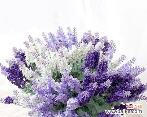 水草的花语是什么？它象征着什么？