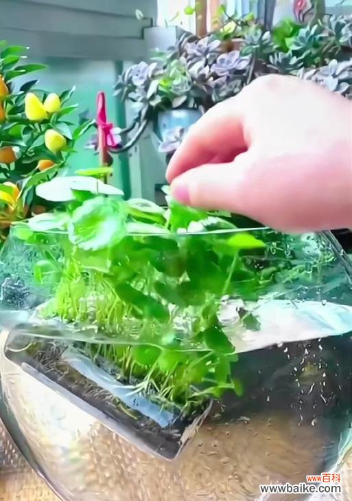 水草的花语是什么？它象征着什么？