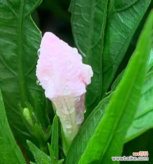 星星树的花语能否象征希望与梦想？