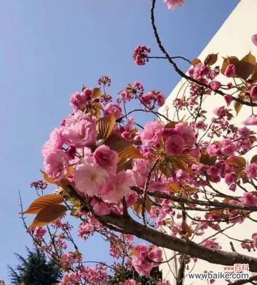 星星树的花语能否象征希望与梦想？