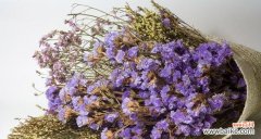 星星树的花语能否象征希望与梦想？