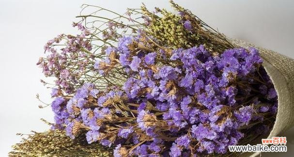 星星树的花语能否象征希望与梦想？