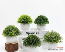 星光灿烂的花语是什么？道具的使用方法是什么？