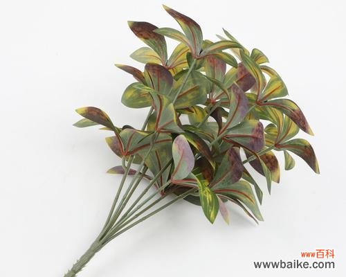 星光灿烂的花语是什么?道具的使用方法是什么?