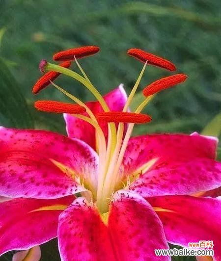 爱笑的百合花代表了什么？百合花的花语是什么？