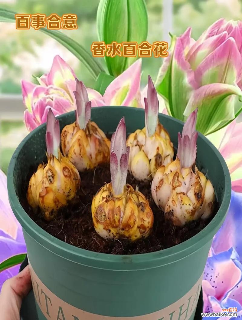 爱笑的百合花代表了什么？百合花的花语是什么？