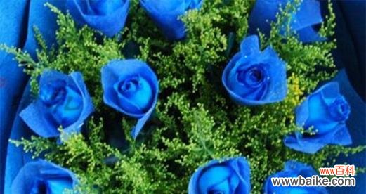 蓝色玫瑰花寓意着什么?