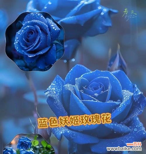 蓝色玫瑰花寓意着什么?