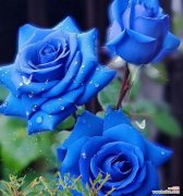 蓝色玫瑰花寓意着什么？