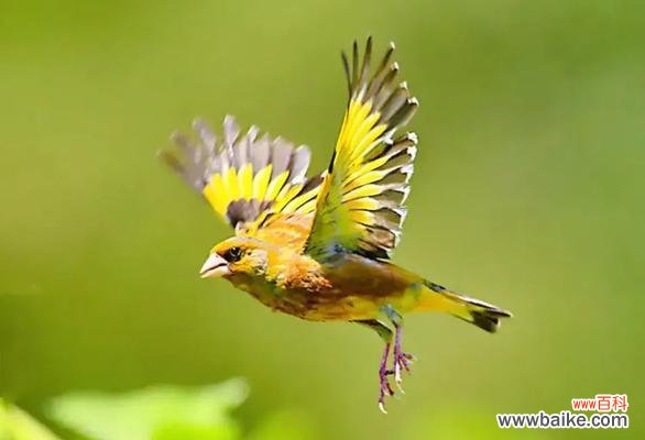 风竹的花语有何寓意?这种植物的花语代表什么?