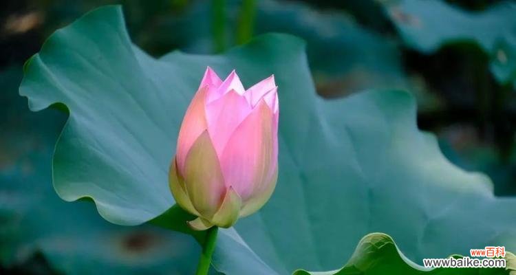 风竹的花语有何寓意?这种植物的花语代表什么?