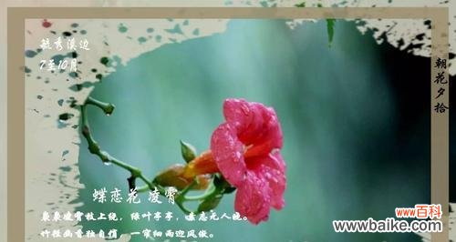 风竹的花语有何寓意?这种植物的花语代表什么?