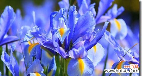 蓝蝴蝶花语的深刻内涵 蓝蝴蝶花的美丽与象征