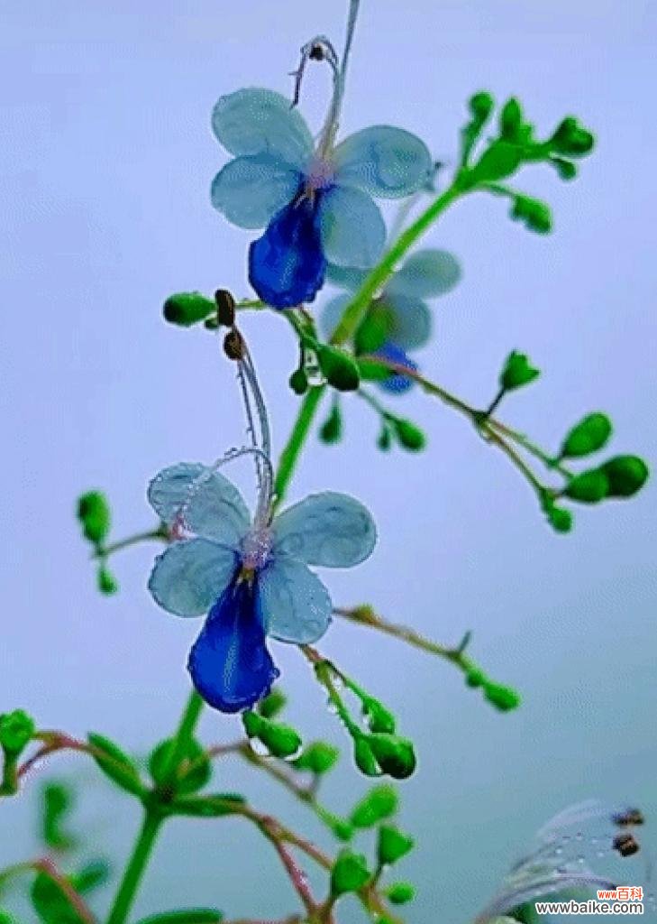 蓝蝴蝶花语的深刻内涵 蓝蝴蝶花的美丽与象征