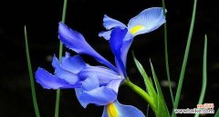 探寻蓝桉的花语，传递爱与希望 以蓝桉的花语及其意义