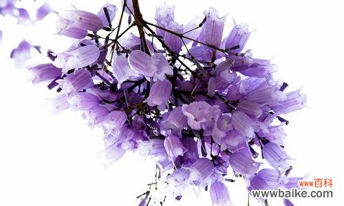 探究蓝花楹的意义及象征 蓝花楹花语寓意的深刻内涵