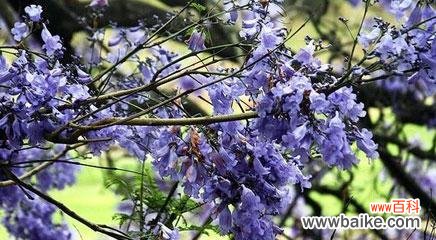 解读蓝花楹的深层寓意,领悟自然之美 探寻蓝花楹花语的意义