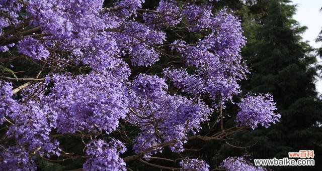 蓝花楹的花语和意义，了解蓝花楹的魅力与情感 蓝花楹花语-花开如诗