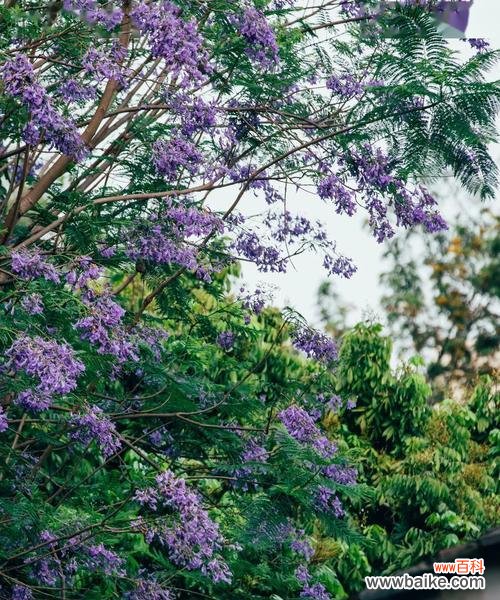 蓝花楹的花语和意义，了解蓝花楹的魅力与情感 蓝花楹花语-花开如诗