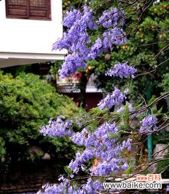 蓝花楹的花语和意义，了解蓝花楹的魅力与情感 蓝花楹花语-花开如诗