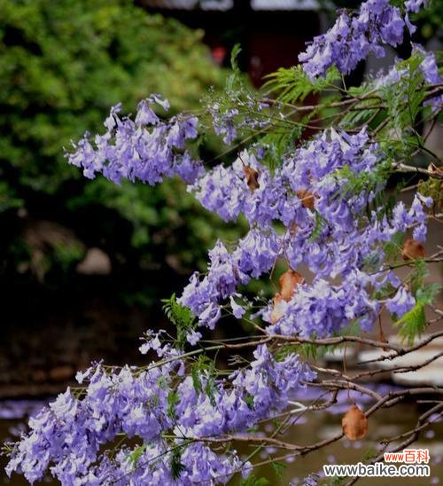 蓝花楹，传递生命的信仰 以蓝花楹的花语——美丽与坚韧并存